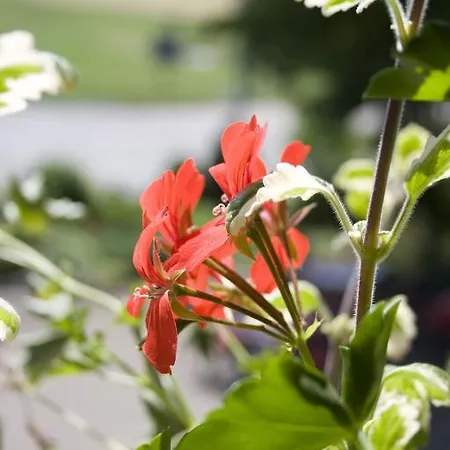 Hoehengasthof Roessle 게스트하우스